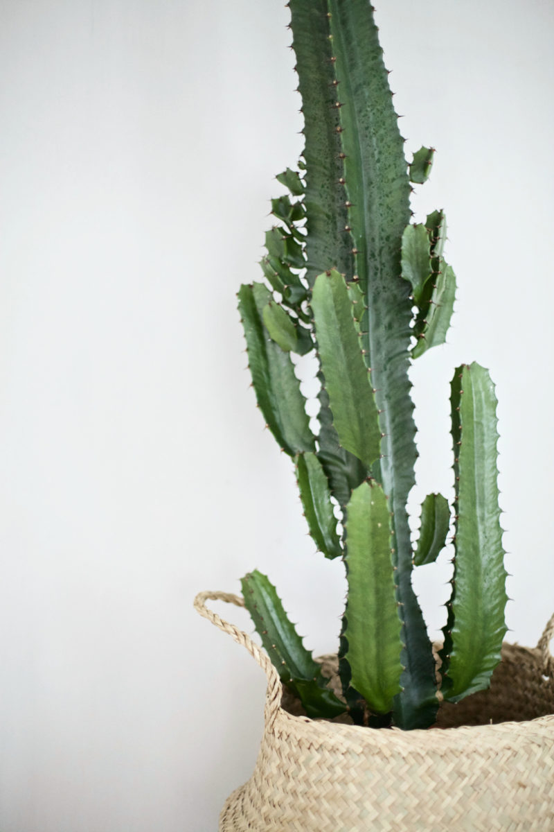 kaktus 1