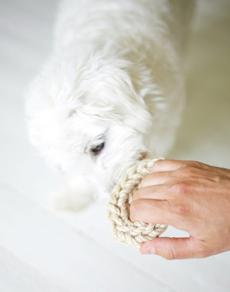 coton de tulear