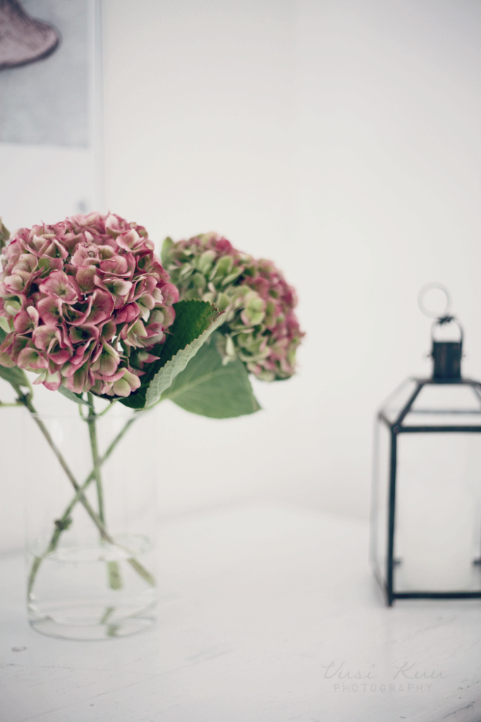 hortensia maljakossa